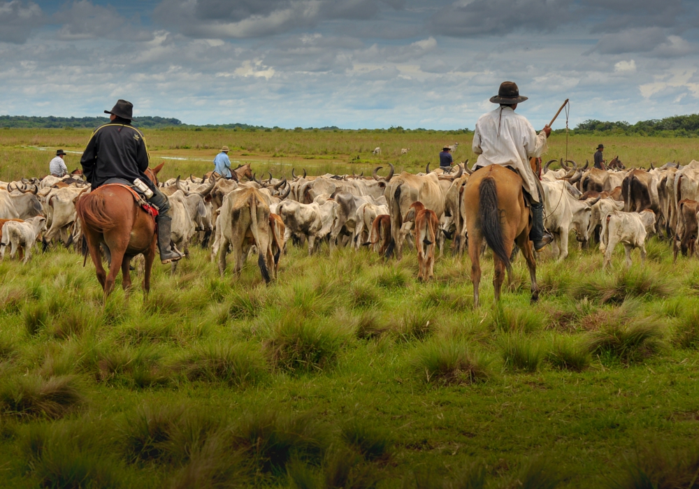 DAY 3 - Corocora Camp