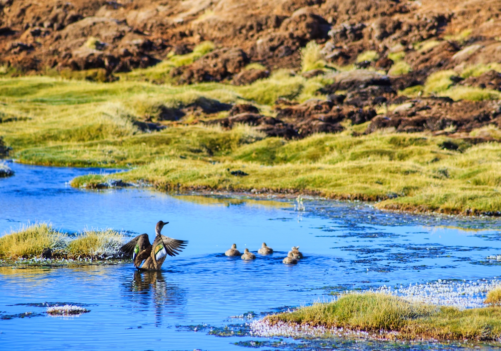 Day 3 - Pute - Lauca National Park - Putre