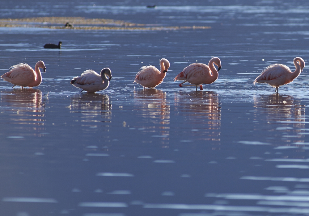 Day 3 - Pute - Lauca National Park - Putre