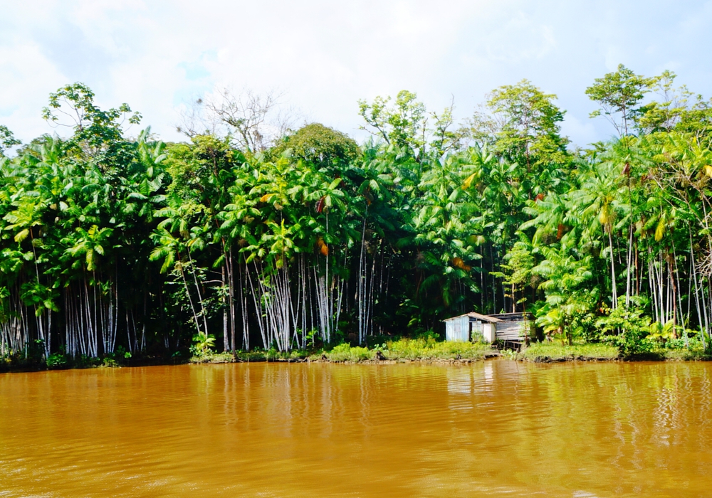 Day 4 - Cotijuba Island