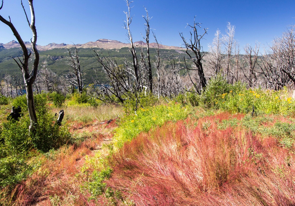 DAY 4 - ESQUEL