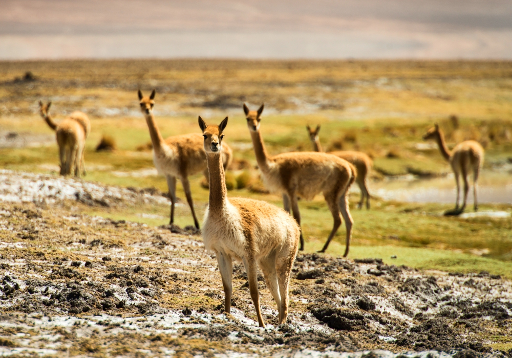 Day 4 - Putre - Surire Salt flat - Colchane