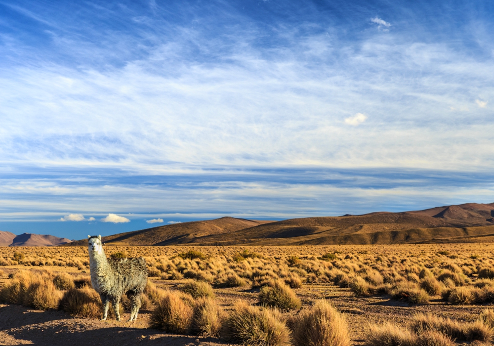 Day 4 - Putre - Surire Salt flat - Colchane