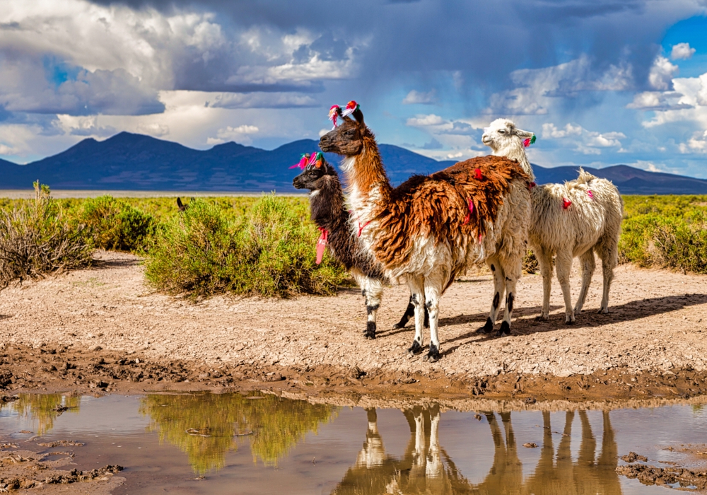 DAY 5 - CAFAYATE -SALTA