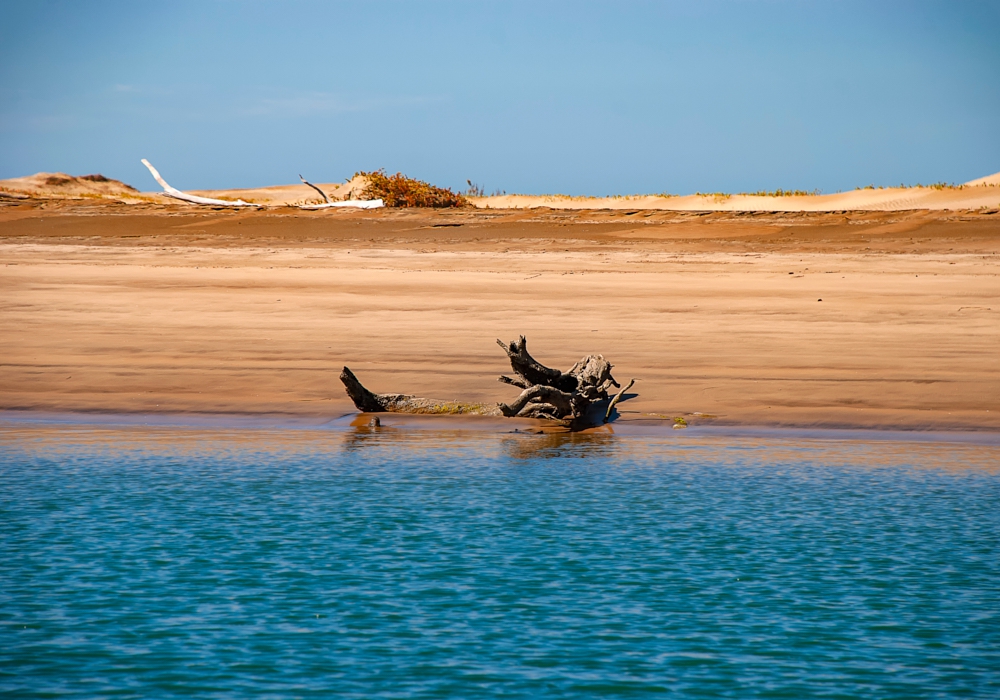 Day 5 - Whale watching excursion in Magdalena Bay