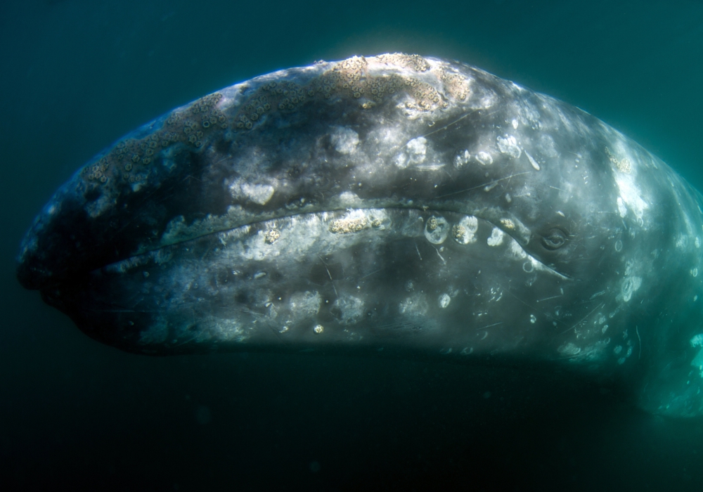 Day 5 - Whale watching excursion in Magdalena Bay