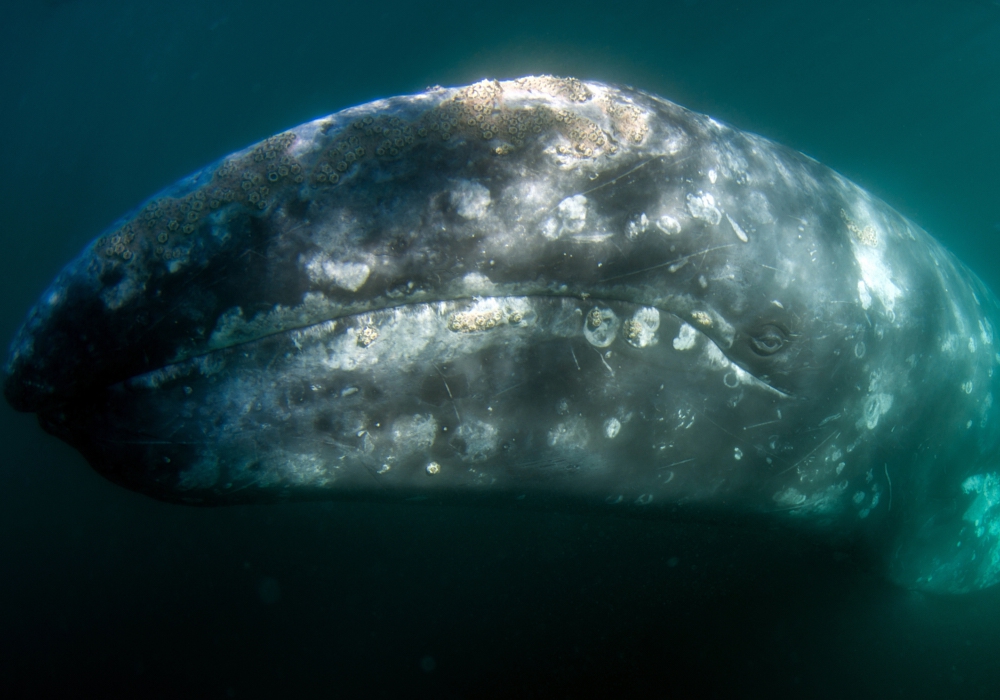 Day 5 - Whale watching excursion in Magdalena Bay