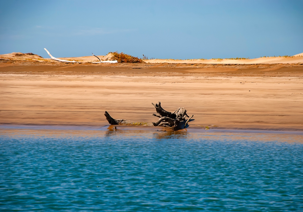 Day 5 - Whale watching excursion in Magdalena Bay