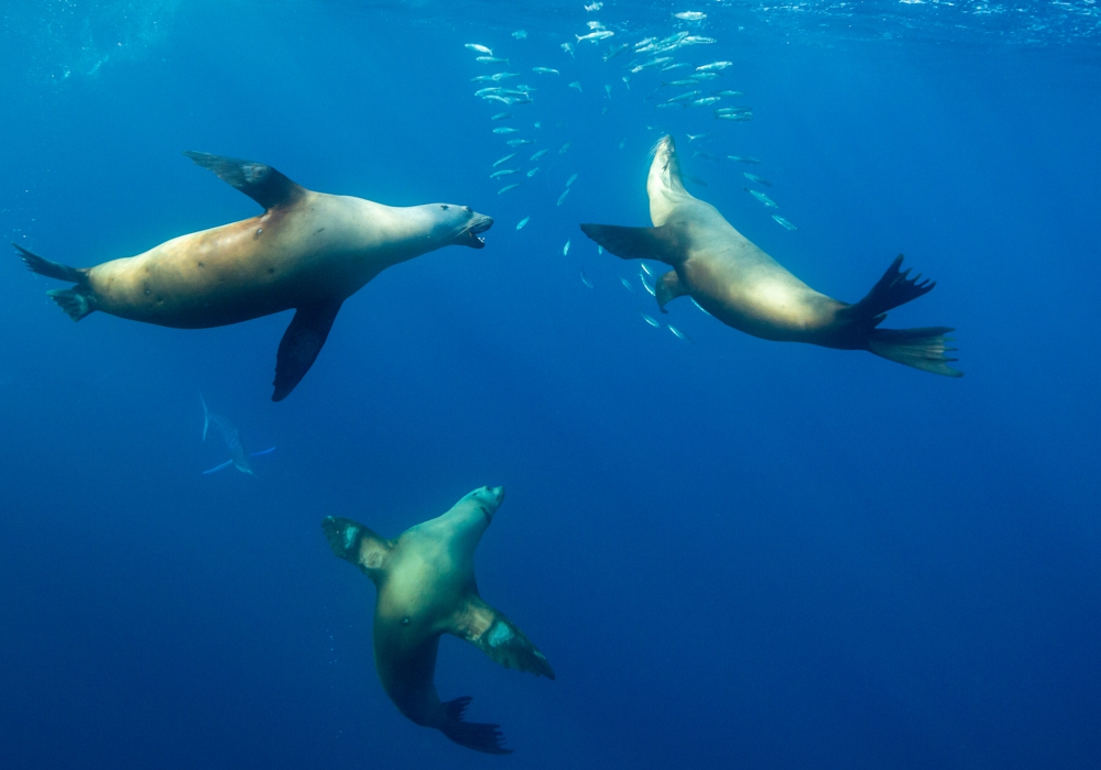 Day 5 - Whale watching excursion in Magdalena Bay