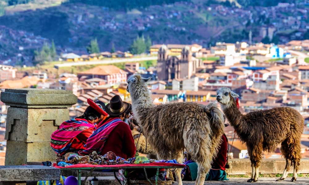 Llamas on the street