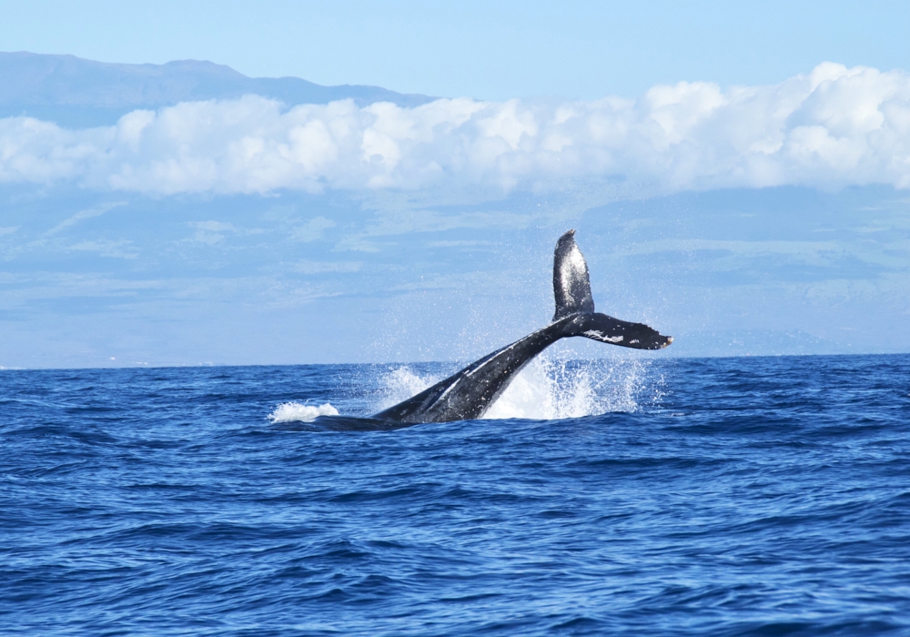 WEDNESDAY -  12:15 pm – Dalcahue – Puerto Montt