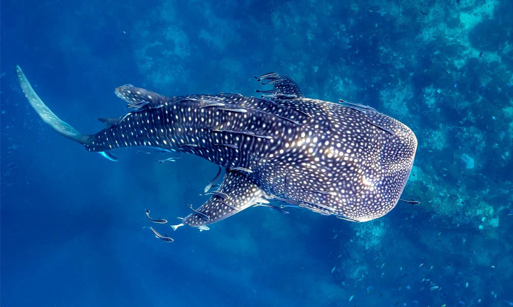 Whale shark in the sea - Yucatan