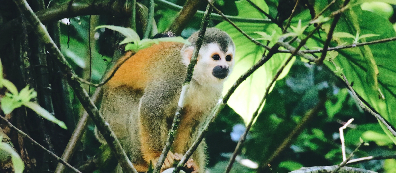 11 Day Classic Costa Rica
