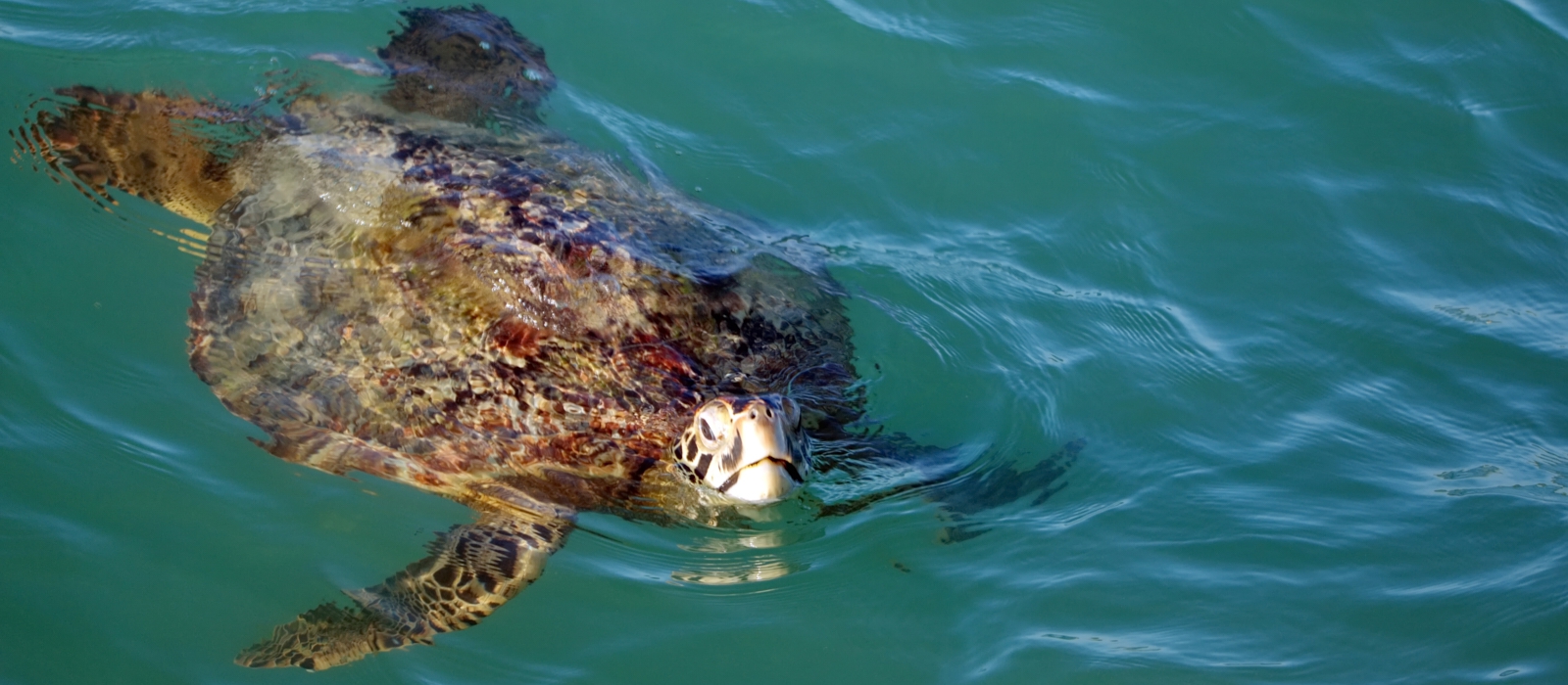 8 DAY LUXURY GALAPAGOS ESCAPE