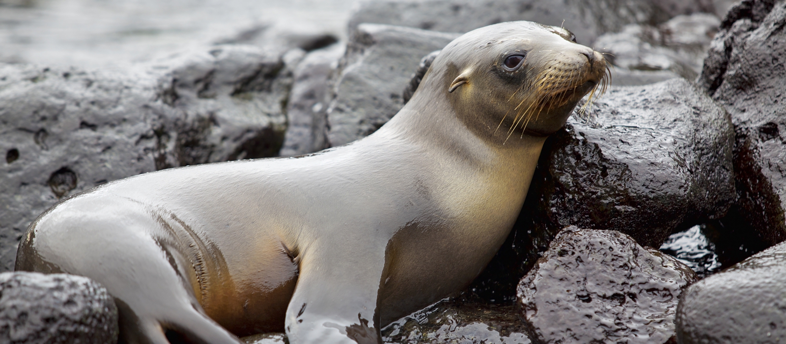ECUADOR AND GALAPAGOS  COMPLETE ADVENTURE