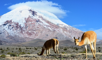 10 Day Amazon and Andes Adventure