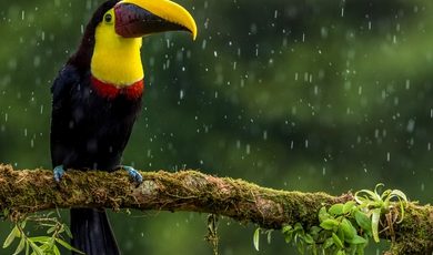 11 Day  Classic Costa Rica