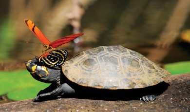 15 Day – The Best of Magical Peru & Amazon