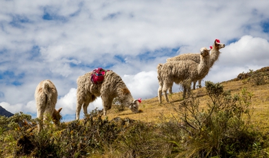 7 Day – Lares Trek & Machu Picchu