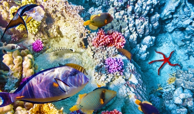 8 Day Belize And Hopkins Adventure