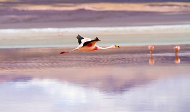 9 Day Luxury Bolivia