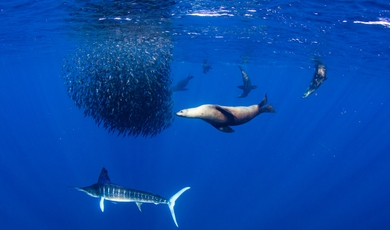 Adventure On The Sea Of Cortez