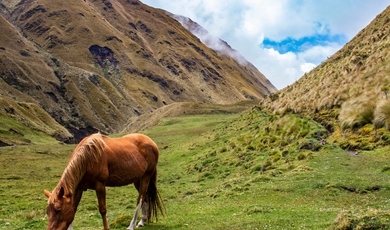 Altar Volcano Trekking Expedition