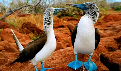 Complete Ecuador and Galapagos Adventure