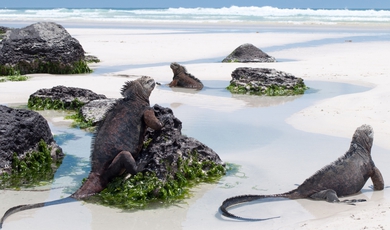 Ecuador And Galapagos Complete Adventure