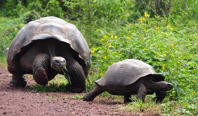 Luxury 5 Day Galapagos