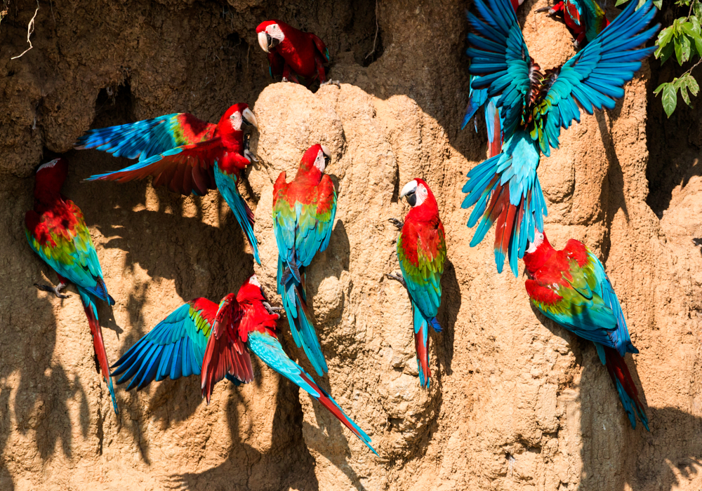 The Peruvian Amazon Region