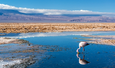 Altiplano Lagoons