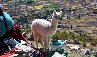 Colca Canyon