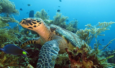 National Park of Coiba