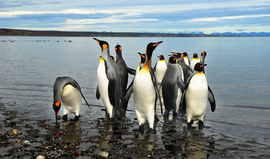 Punta Tombo National reserve