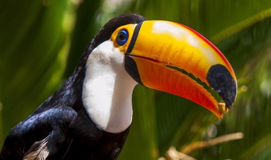 The Bird Park