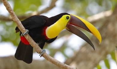 The Gamboa Rainforest