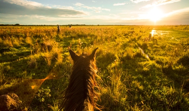 The Llanos