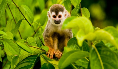 The Manuel Antonio park