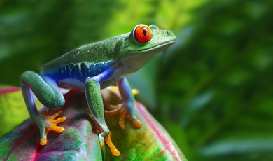 The Monteverde cloud forest