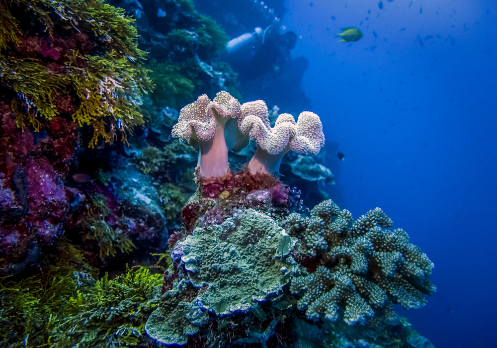 The barrier reef