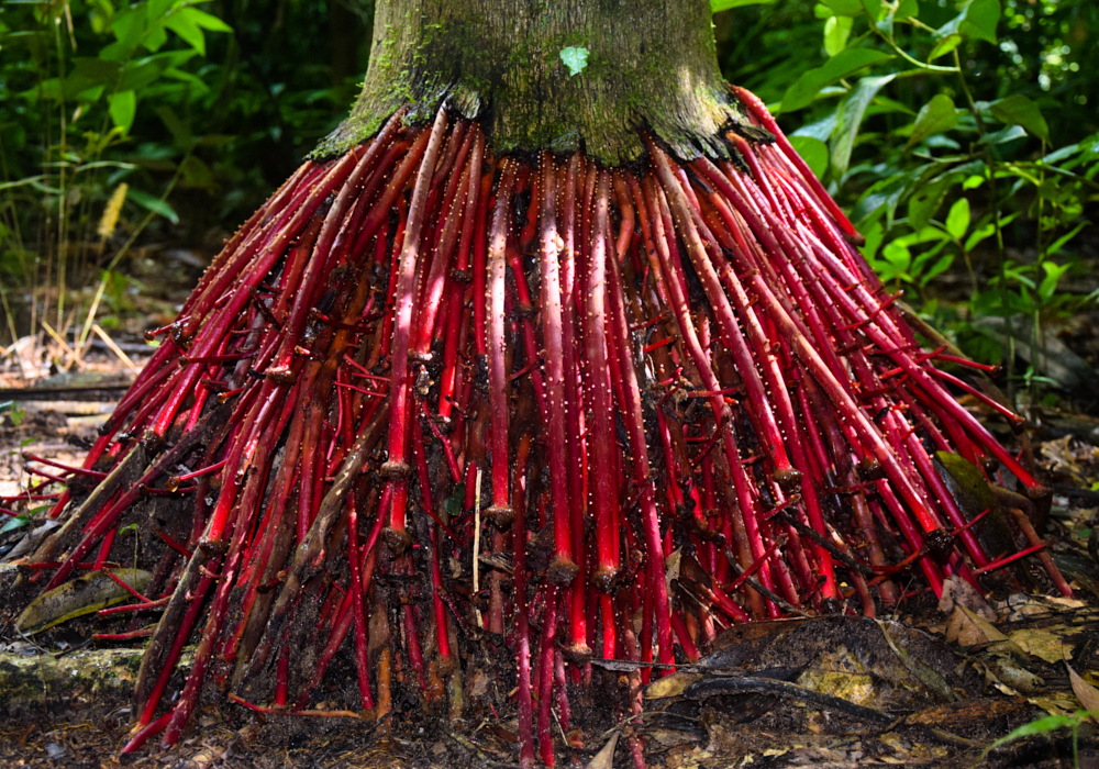 The Bolivian Jungle