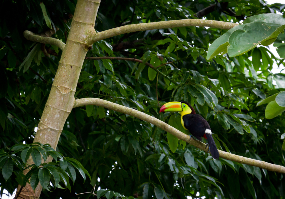 The Belizean jungle