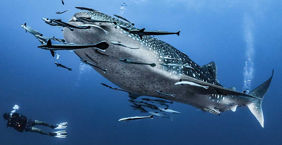 Whale shark and diver Mexico Trip Explore