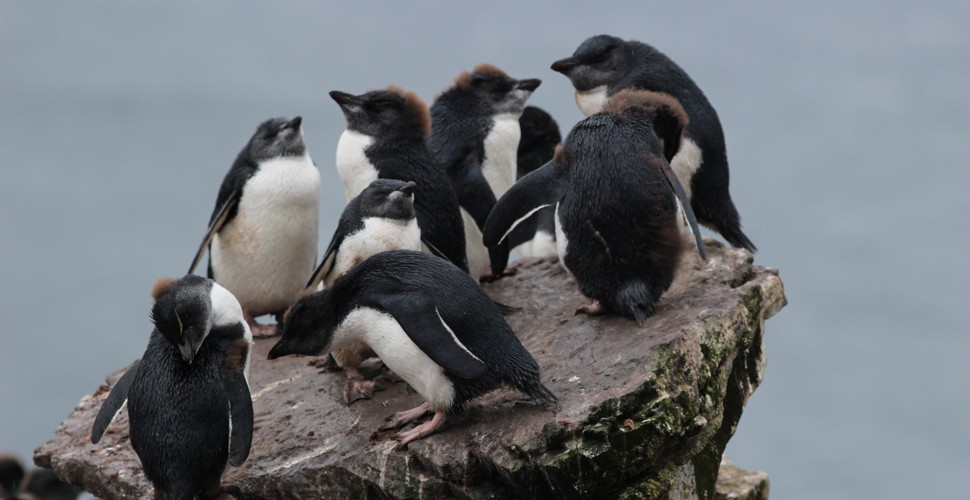 Baby Penguins on Cape Horn