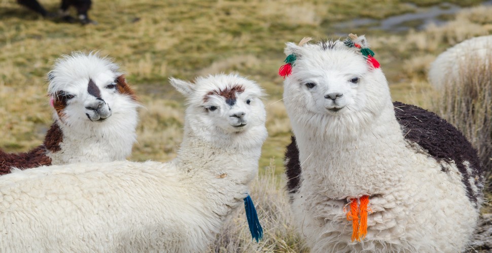 Peruvian Llamas