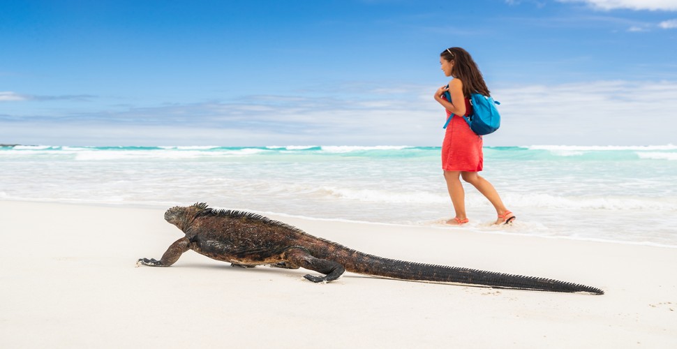 Sea Iguana in the Galapagos