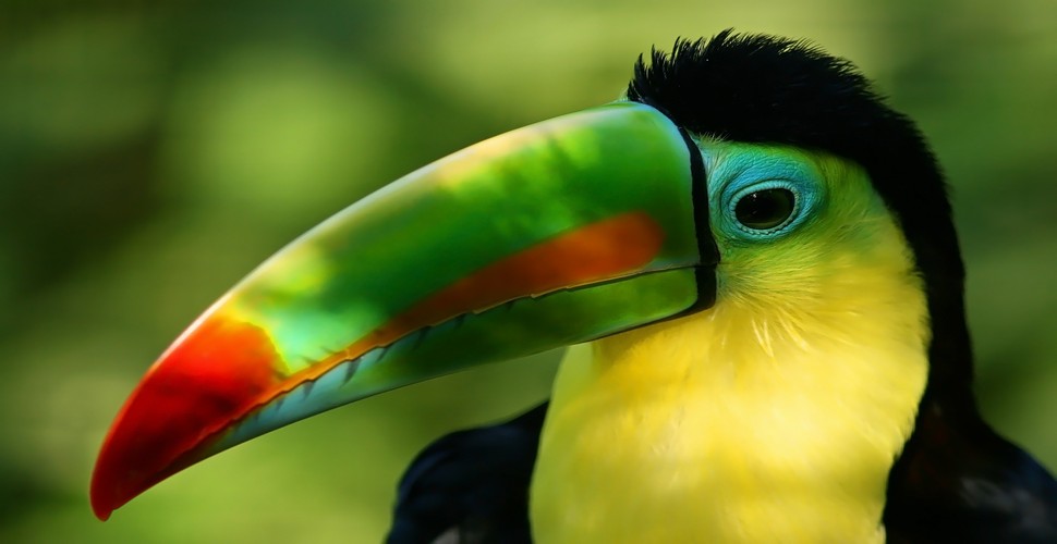 Toucan in The Amazon